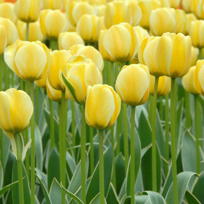 Dreamy Drift Tulip Collection