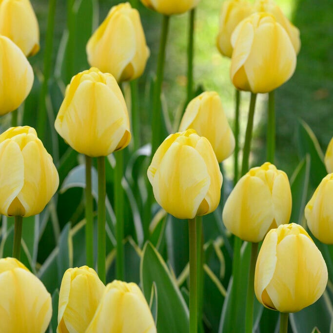 Jaap Groot Darwin Tulip