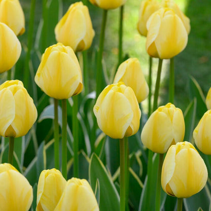 Jaap Groot Darwin Tulip