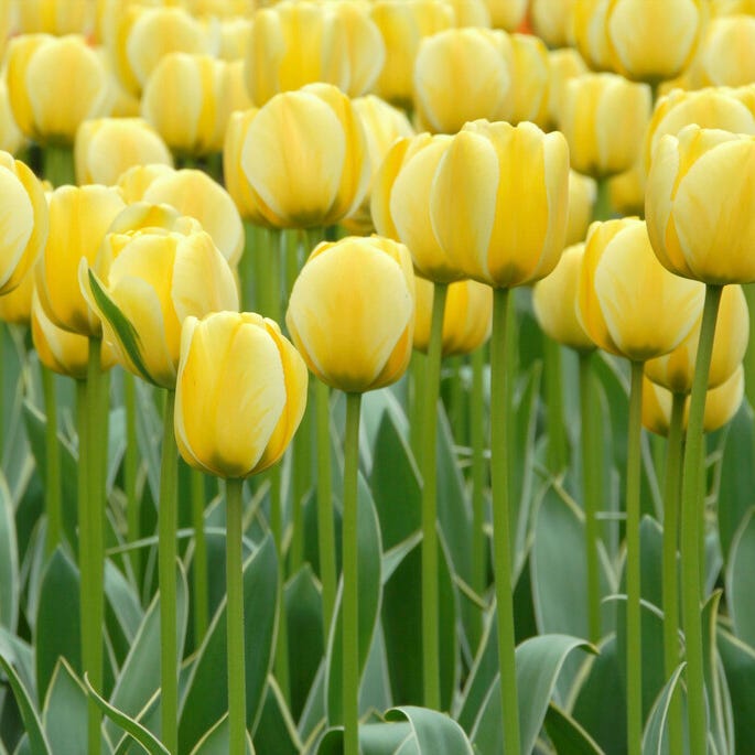 Jaap Groot Darwin Tulip