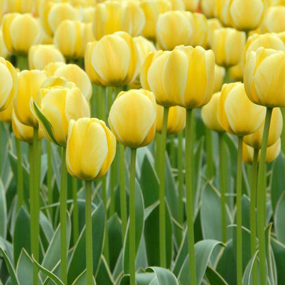 Jaap Groot Darwin Tulip