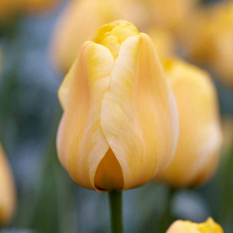 Jaap Groot Darwin Tulip