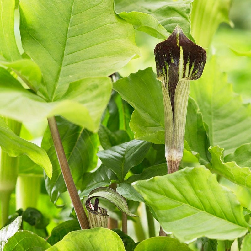 Jack in the Pulpit