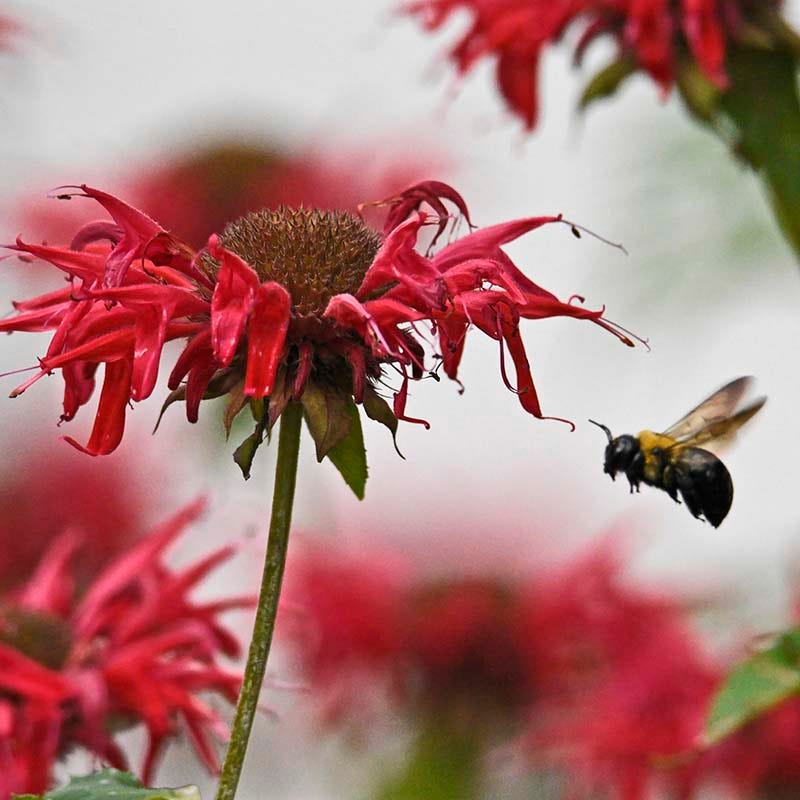 Jacob Cline Bee Balm