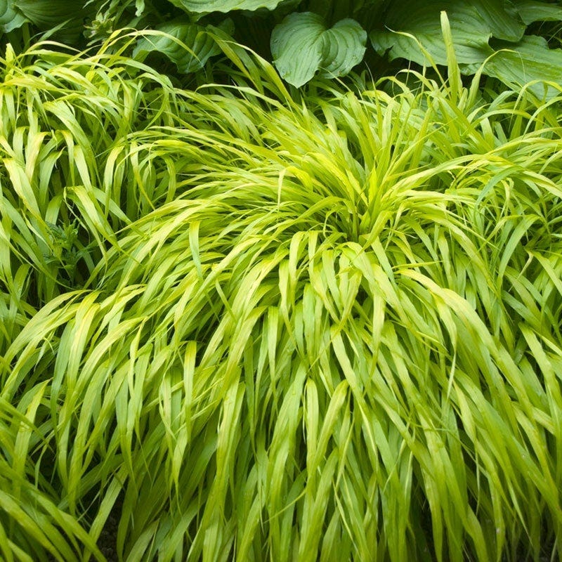 All Gold Japanese Forest Grass