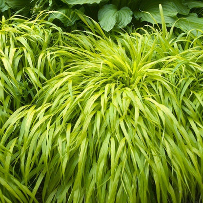 All Gold Japanese Forest Grass