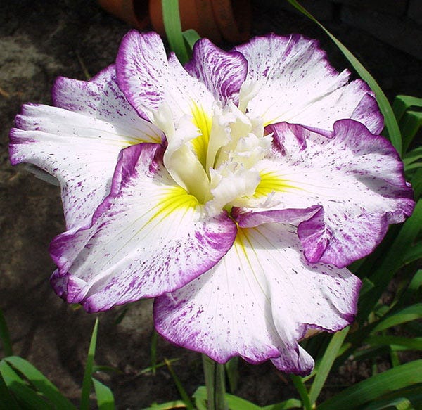 Stippled Ripples Japanese Iris