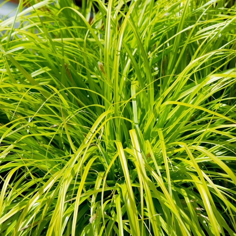 EverColor® Everillo Sedge
