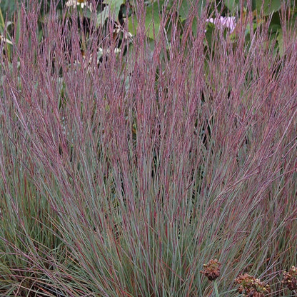 Jazz Little Bluestem Grass