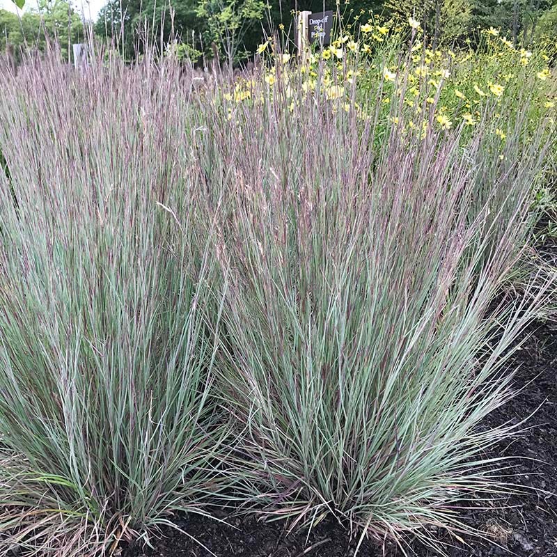 Jazz Little Bluestem Grass - Thumbnail 3