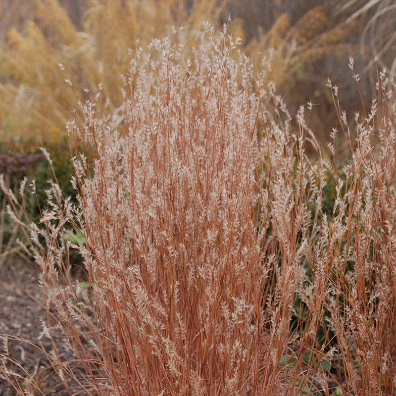 Jazz Little Bluestem Grass - Thumbnail 2