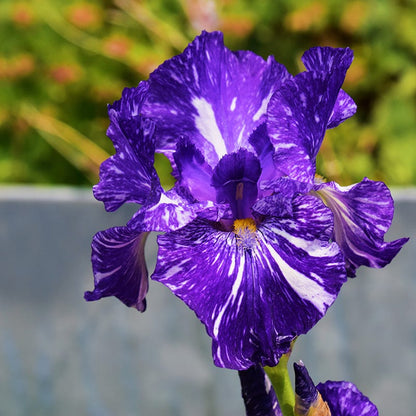 Batik Bearded Iris