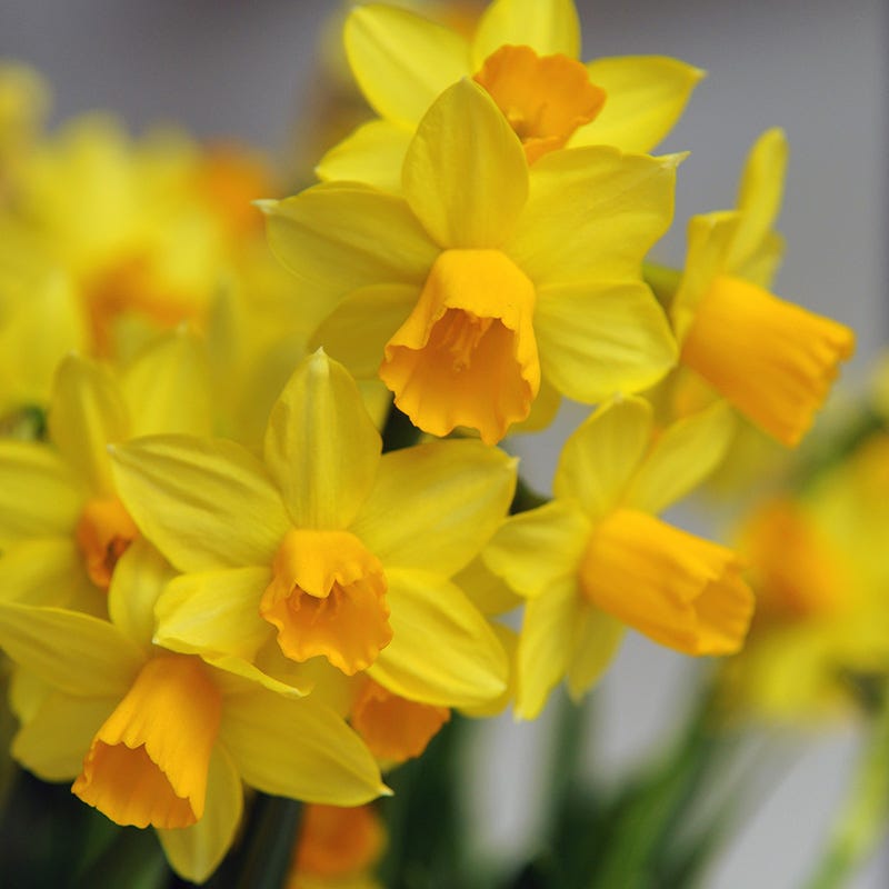 Naturalizing Mini Daffodil Collection