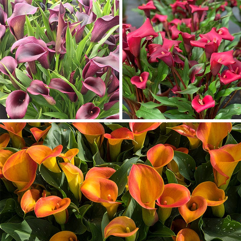Jewelbox Calla Collection