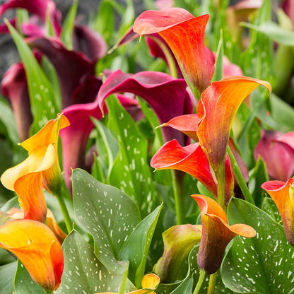 Jewelbox Calla Collection