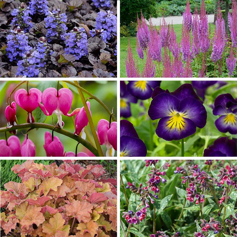 Jewelbox Shade Plant Collection - Thumbnail 5