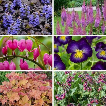 Jewelbox Shade Plant Collection