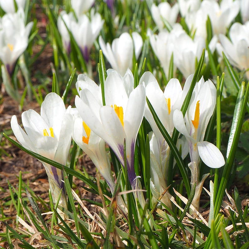 Joan Of Arc Dutch Crocus | American Meadows
