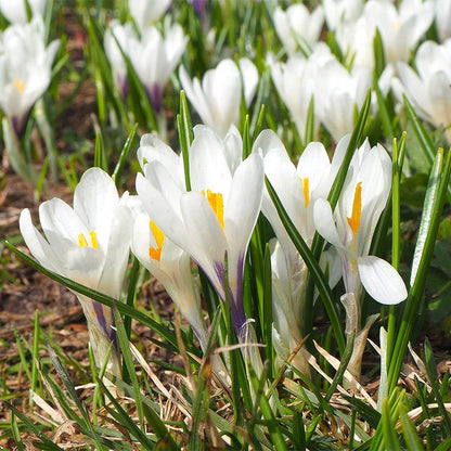 Precious Pearls Bulb Collection