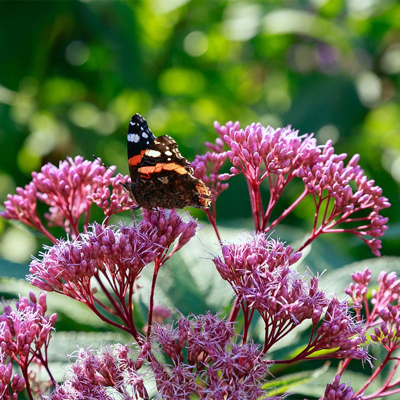 Baby Joe Dwarf Pye Weed