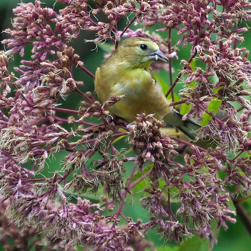 mary jane's garden seeds Joe Pye Weed | Pink | Plant