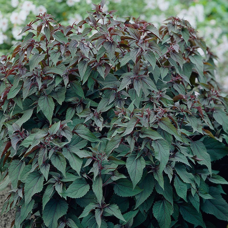 Chocolate Joe Pye Weed