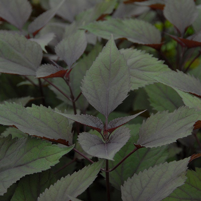 Chocolate Joe Pye Weed