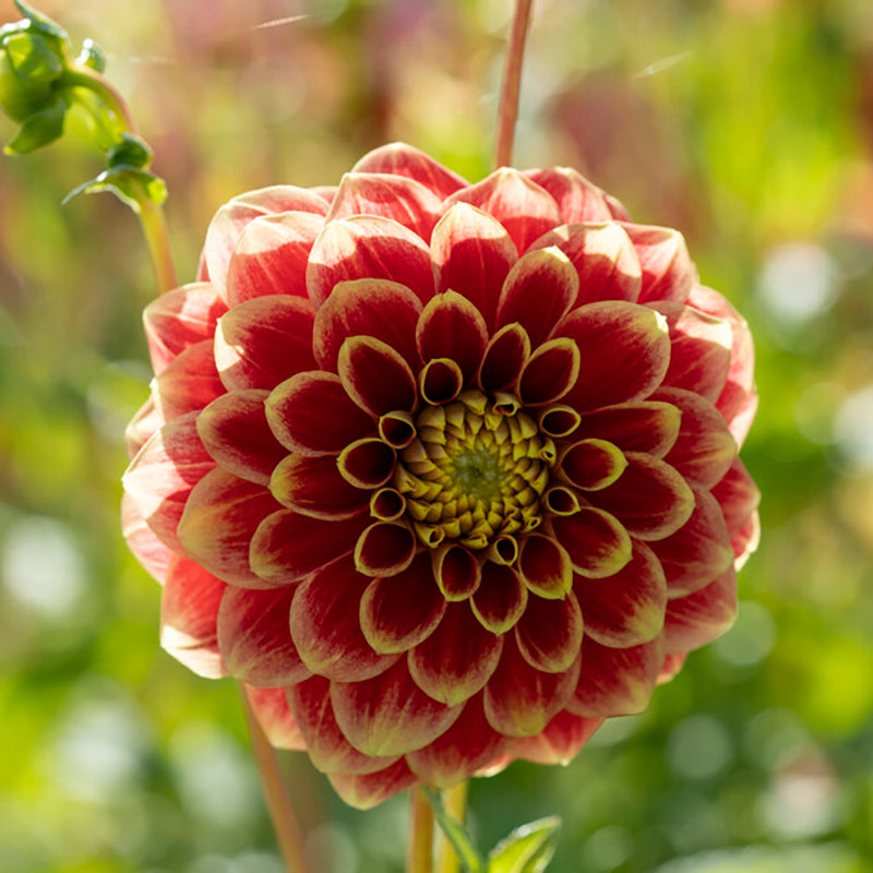 Jowey Hubert Ball Dahlia | Red & Gold Ball Blooms for Bouquets