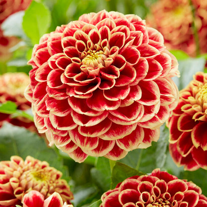 Jowey Hubert Ball Dahlia