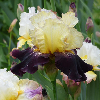 Juggernaut Bearded Iris