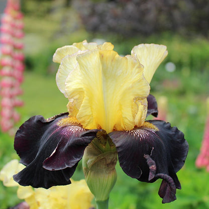 Juggernaut Bearded Iris