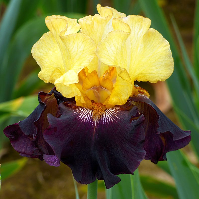 Juggernaut Bearded Iris