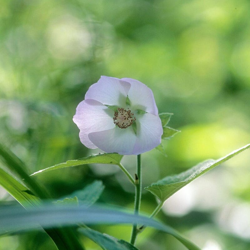 Kankakee Mallow Seeds