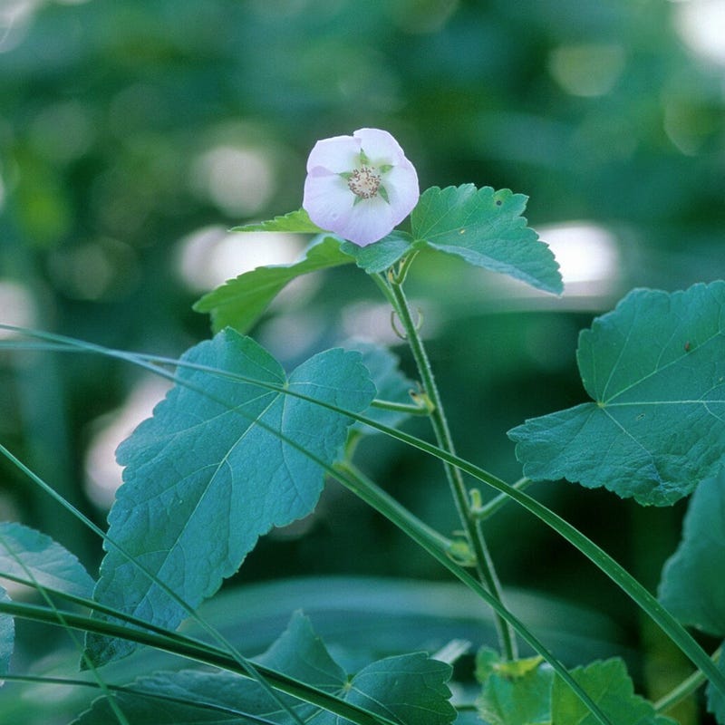 Kankakee Mallow Seeds