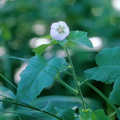 Kankakee Mallow Seeds