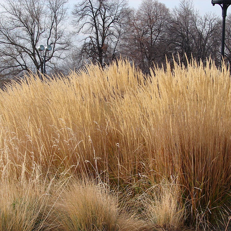 Karl Foerster Feather Reed Grass