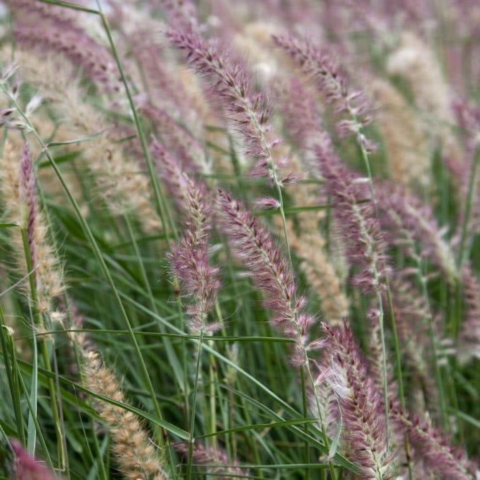Karley Rose Fountain Grass