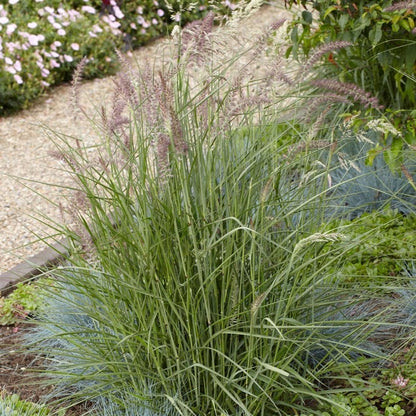 Karley Rose Fountain Grass