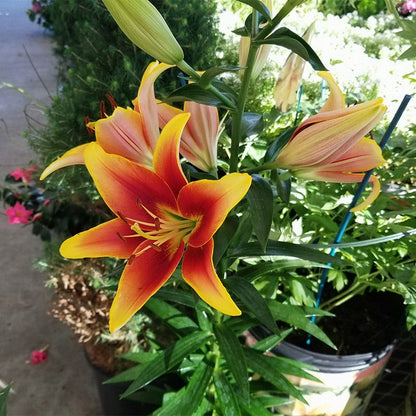 asiatic lily kent Kaveri Oriental Asiatic Lily Bulbs