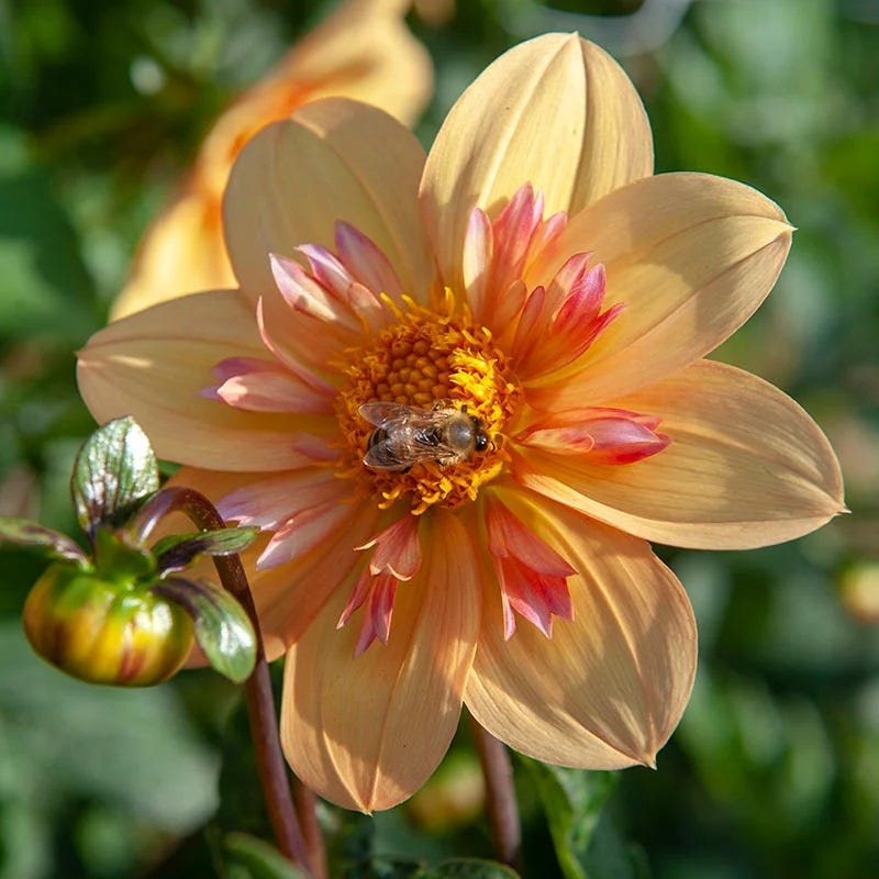 Little Charmers Dahlia Collection