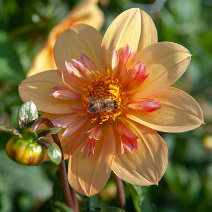 Little Charmers Dahlia Collection