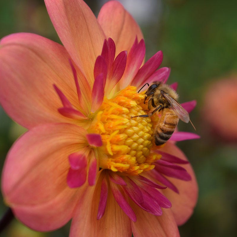 Kelsey Annie Joy Collarette Dahlia