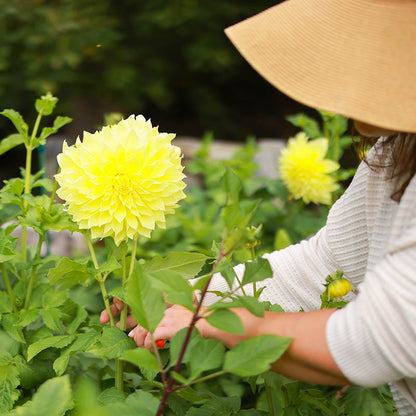 Brilliant Burst Dinner Plate Dahlia Collection