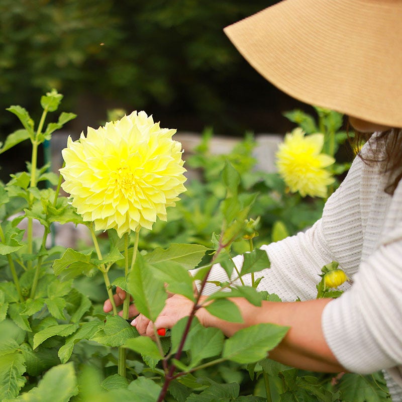 Kelvin Floodlight Dinner Plate Dahlia