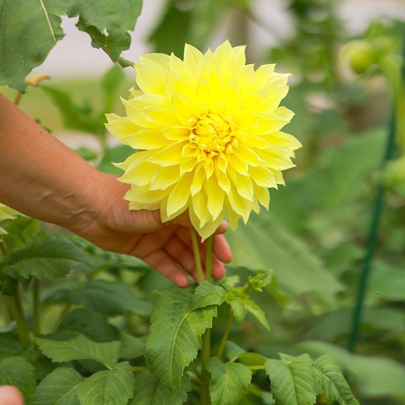 Radiant Dinner Plate Dahlia Collection