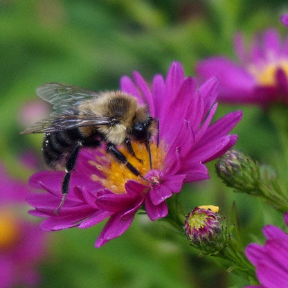 KICKIN® Carmine Red Aster