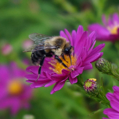 Buzz & Flutter Pollinator Pre-Planned Garden