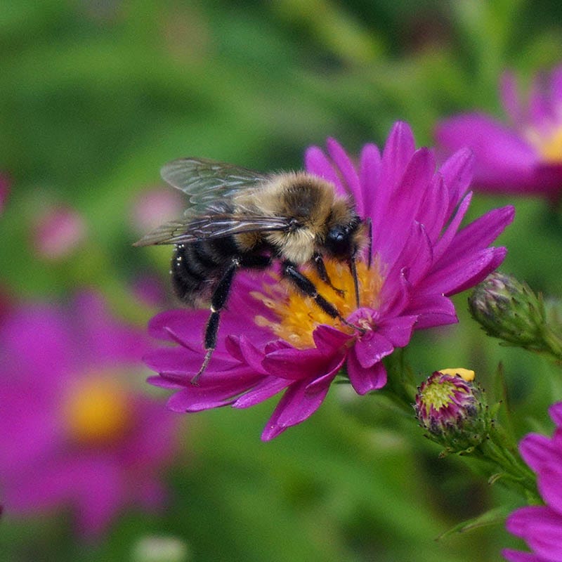 Pollinator Friendly Groundcover Collection