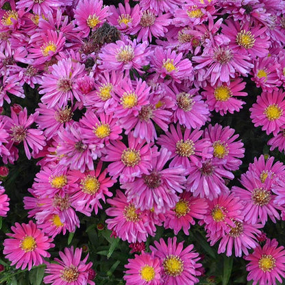 KICKIN® Carmine Red Aster