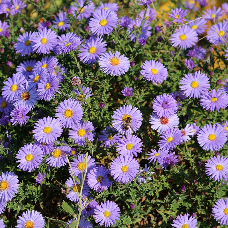 Aster, Fall - Kickin Lilac